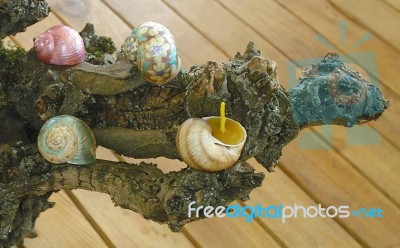 Painted Beeswax Candles Votives In Snail Shell Stock Photo