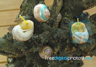 Painted Beeswax Candles Votives In Snail Shell Stock Photo