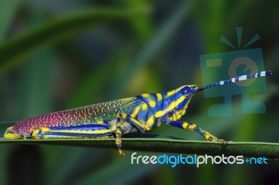 Painted Grasshopper Stock Photo