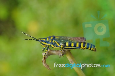 Painted Grasshopper Stock Photo