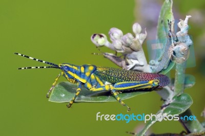 Painted Grasshopper Stock Photo