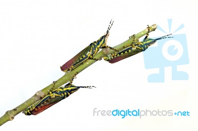 Painted Grasshoppers Stock Photo