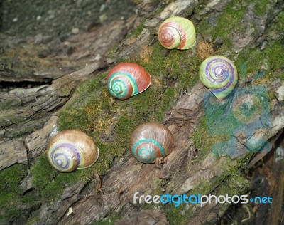 Painted In Snail Shell Stock Photo