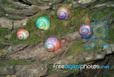 Painted In Snail Shell Stock Photo