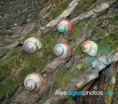 Painted In Snail Shell Stock Photo