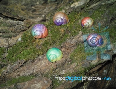 Painted In Snail Shell Stock Photo