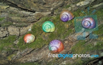 Painted In Snail Shell Stock Photo