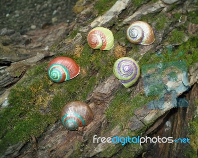 Painted In Snail Shell Stock Photo