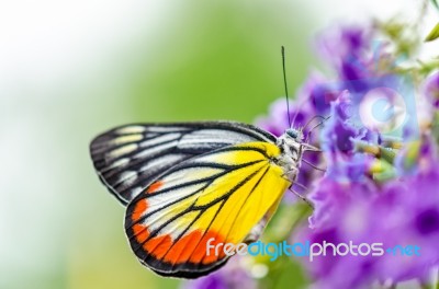 Painted Jezebel Colorful Butterfly Stock Photo