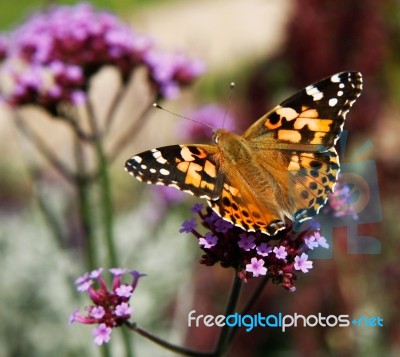 Painted Lady Stock Photo