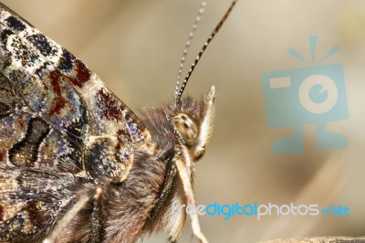 Painted Lady (vanessa Cardui) Stock Photo