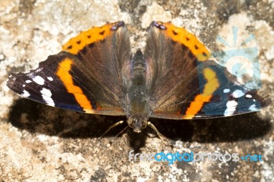 Painted Lady (vanessa Cardui) Stock Photo