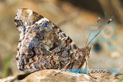 Painted Lady (vanessa Cardui) Stock Photo