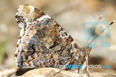 Painted Lady (vanessa Cardui) Stock Photo