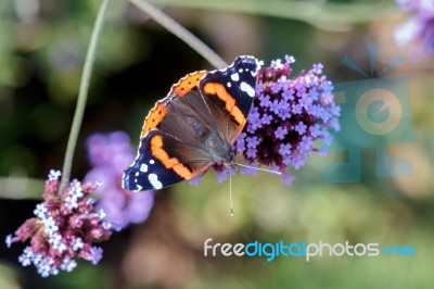 Painted Lady (vanessa Cardui) Butterfly Stock Photo