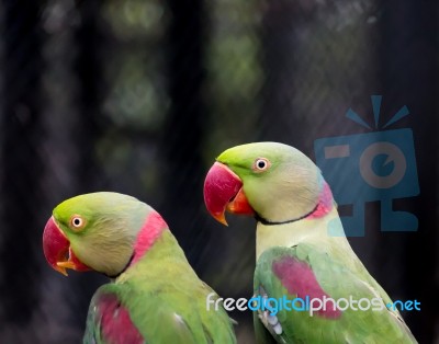 Pair Of Alexandrine Parakeet Close Up Stock Photo