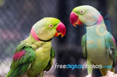 Pair Of Alexandrine Parakeet Close Up Stock Photo