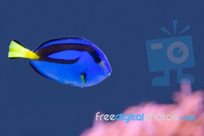 Palette Surgeonfish Swimming In Blue Water With Pink Anemone Stock Photo