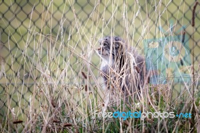 Pallas's Cat (otocolobus Manul) Stock Photo