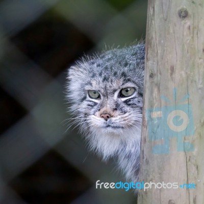 Pallas's Cat (otocolobus Manul) Stock Photo