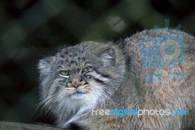 Pallas's Cat (otocolobus Manul) Stock Photo