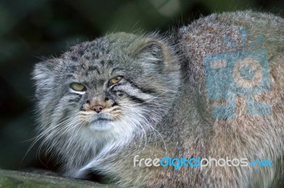 Pallas's Cat (otocolobus Manul) Stock Photo