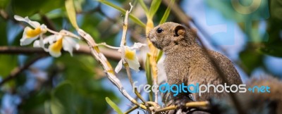 Pallas's Squirrel Or Red-bellied Squirrel Stock Photo