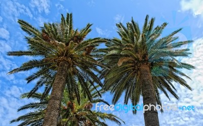 Palm Stock Photo