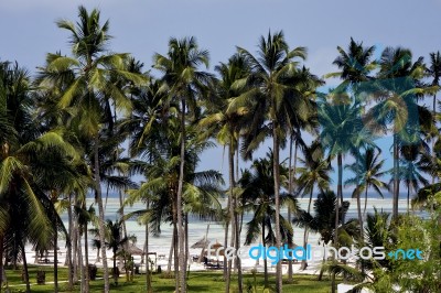 Palm And Coastline In  Zanzibar Stock Photo