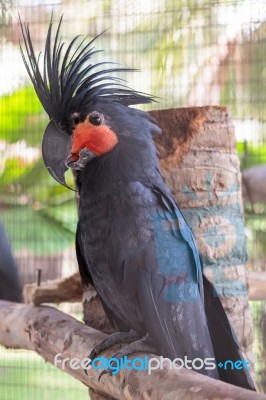 Palm Cockatoo Stock Photo