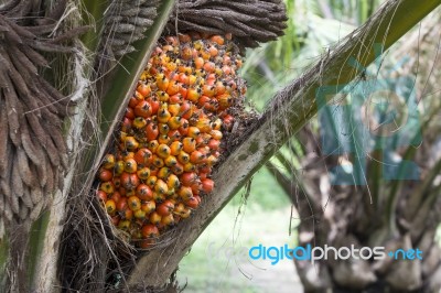 Palm Fruit On The Tree Stock Photo