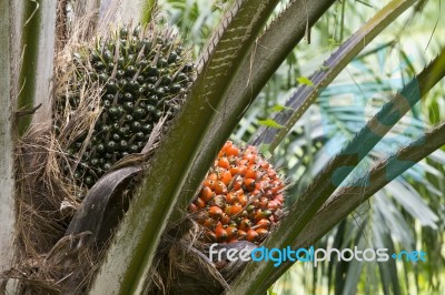 Palm Fruit On The Tree Stock Photo