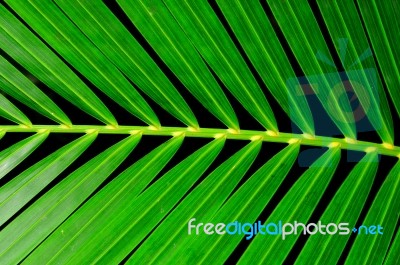 Palm Leaf Stock Photo