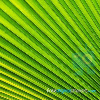 Palm Leaf Stock Photo