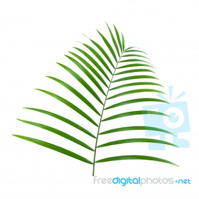 Palm Leaf Stock Photo