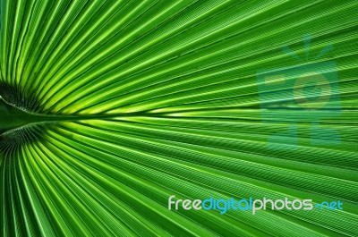  Palm Leaf Stock Photo