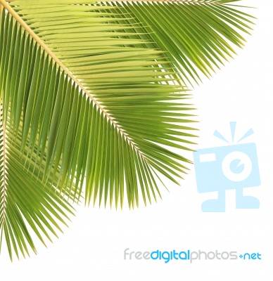 Palm Leaf Isolated Stock Photo