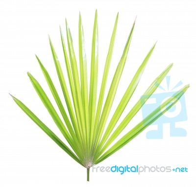 Palm Leaf Isolated On White Background Stock Photo