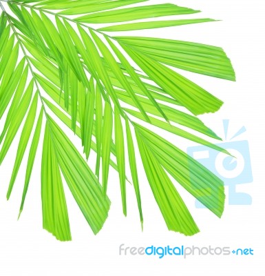 Palm Leaf Isolated On White Background Stock Photo