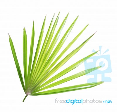 Palm Leaf Isolated On White Background Stock Photo