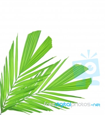 Palm Leaf Isolated On White Background Stock Photo