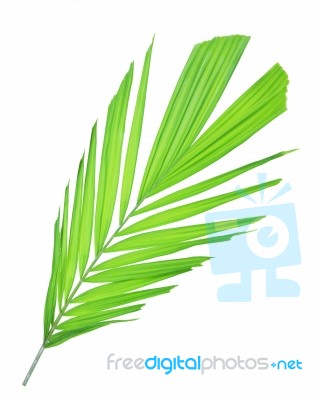 Palm Leaf Isolated On White Background Stock Photo