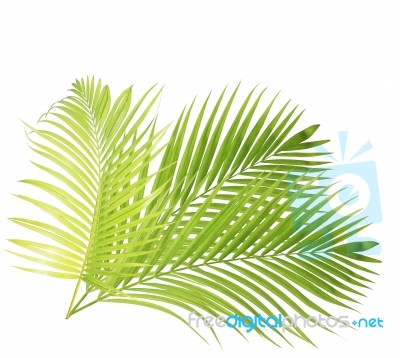 Palm Leaf Isolated On White Background Stock Photo