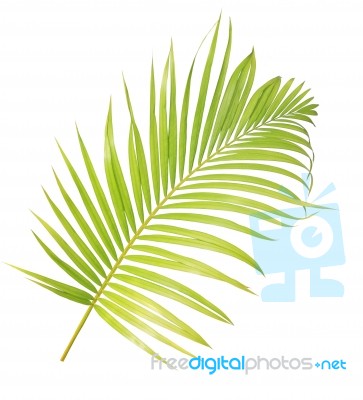 Palm Leaf Isolated On White Background Stock Photo