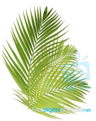 Palm Leaf Isolated On White Background Stock Photo