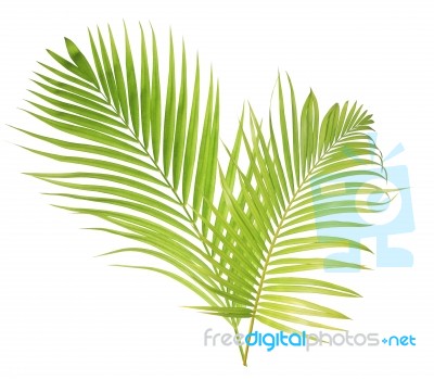 Palm Leaf Isolated On White Background Stock Photo