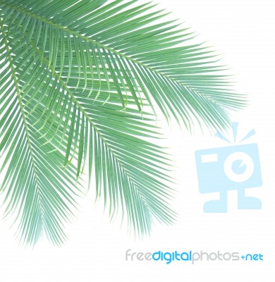 Palm Leaf Isolated On White Background Stock Photo