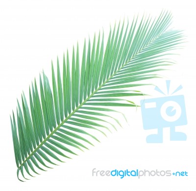 Palm Leaf Isolated On White Background Stock Photo