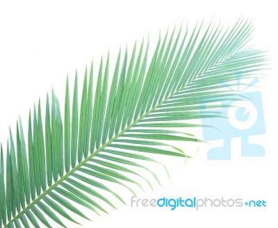 Palm Leaf Isolated On White Background Stock Photo