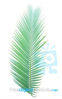 Palm Leaf Isolated On White Background Stock Photo